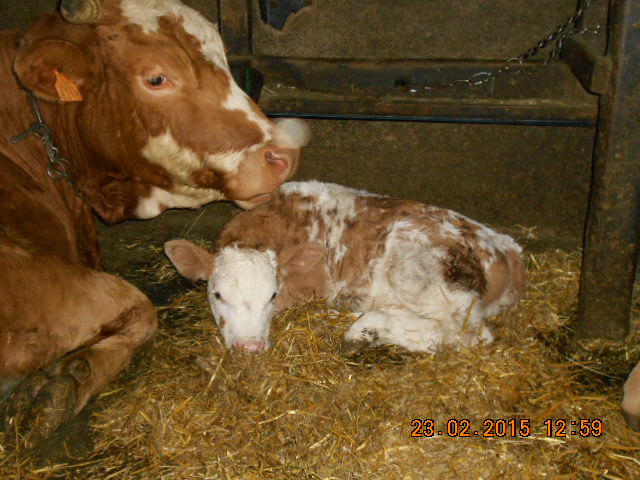 Lys et sa maman Eglantine