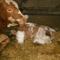 Lys et sa maman Eglantine